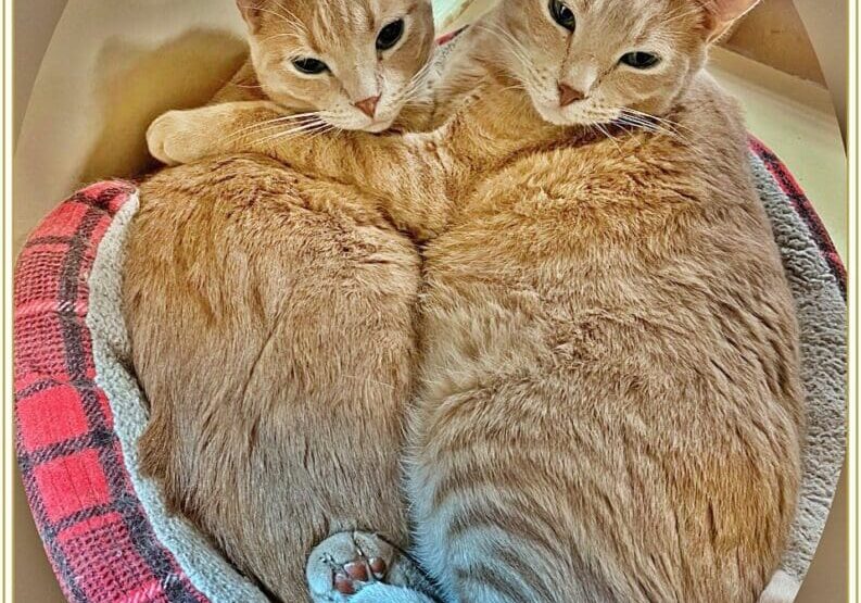 Two orange cats laying in a circular bed.