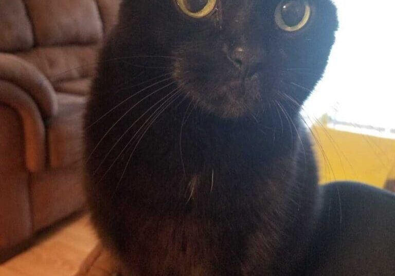 A black cat sitting on a person's lap.