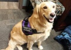 A golden retriever wearing a purple vest sitting in an office.