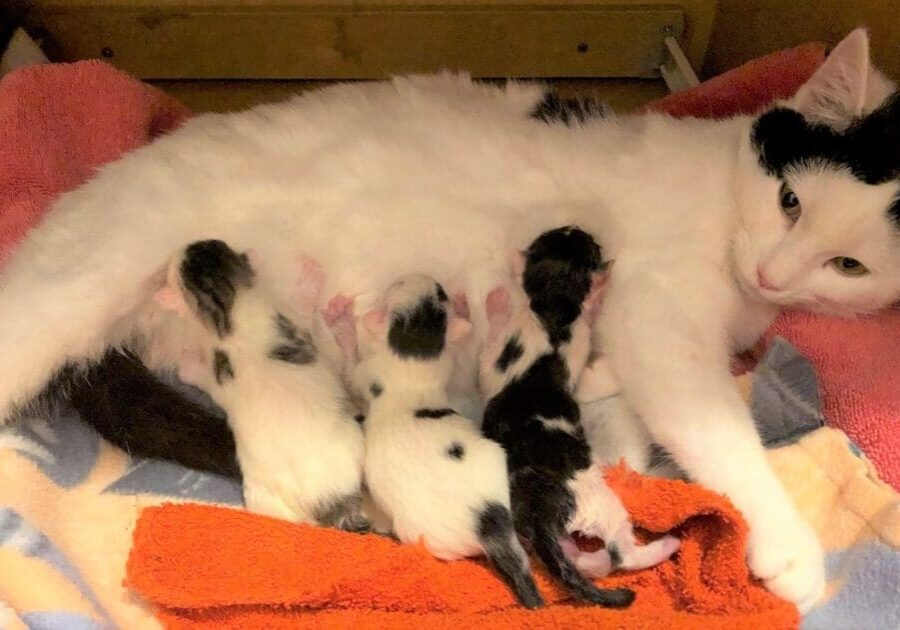 A black and white cat is laying in a box with kittens.