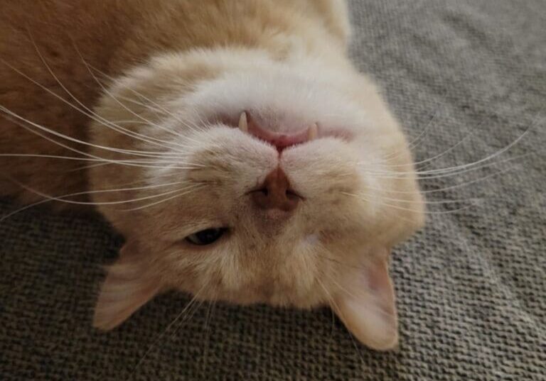 A cat laying on a couch with its mouth open.