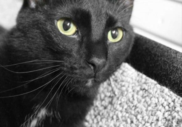 A black cat with green eyes laying on a couch.