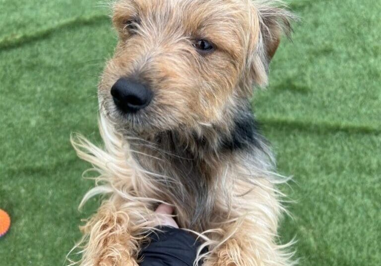 A small dog sitting on a person's hand.