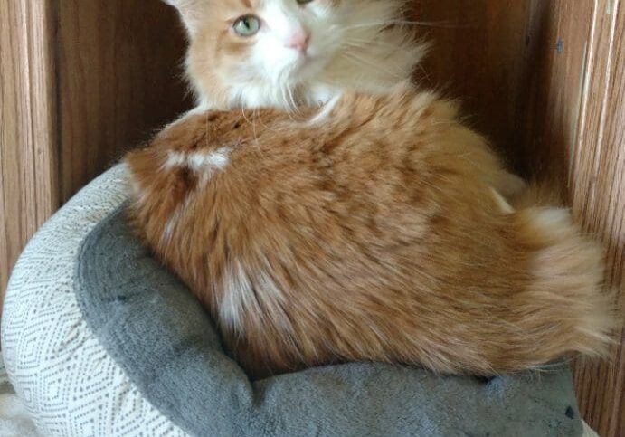 A cat laying on top of a grey and white cat bed.