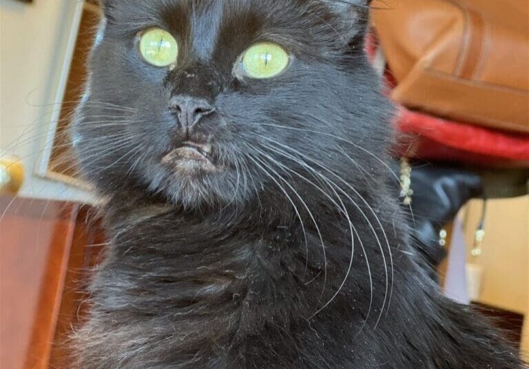 A black cat with green eyes sitting on a table.