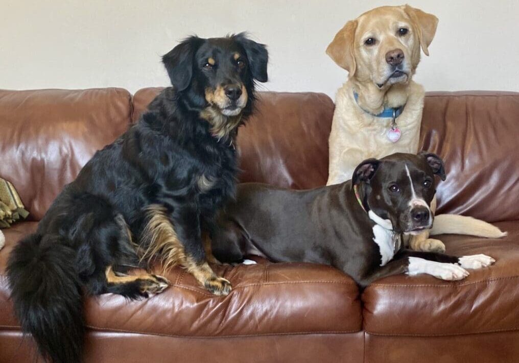 Three dogs sitting on a brown leather couch.