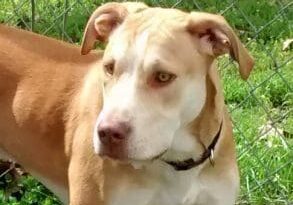 A brown and white dog standing in the grass.