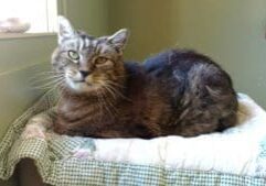 A cat laying on a bed in a room with a window.