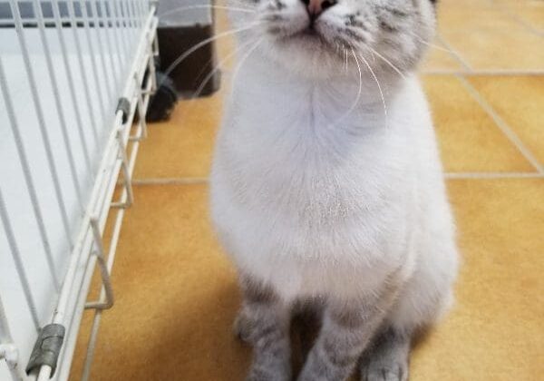 A cat sitting on the floor next to a cage.