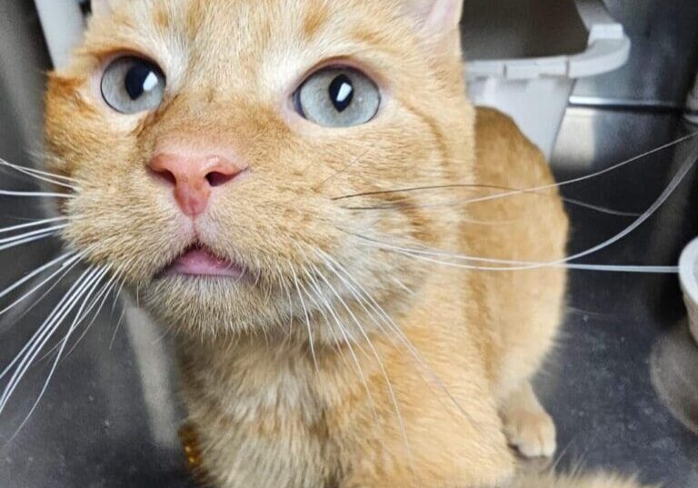 Orange tabby cat looking up with paw out.