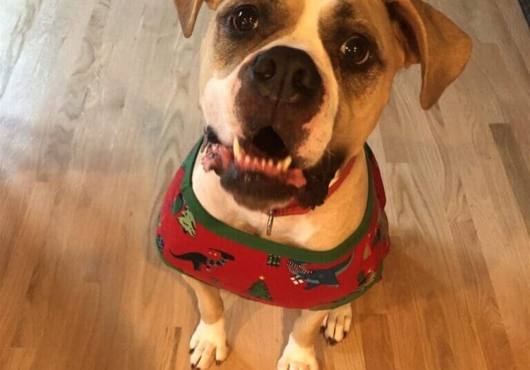 A dog wearing a christmas sweater on the floor.