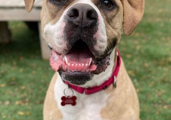 Smiling tan and white dog with pink collar.