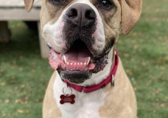 A white and brown dog sitting on the grass.