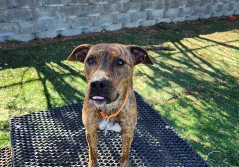 Brown dog standing on a black grate.