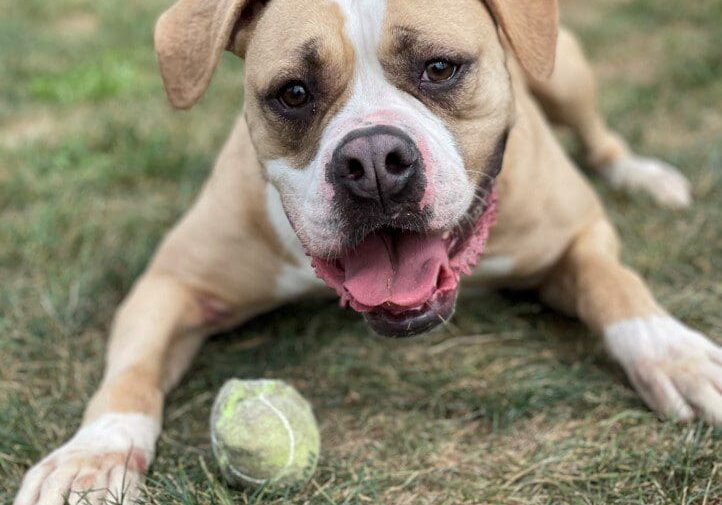 A white and brown dog laying on the grass with a tennis ball.