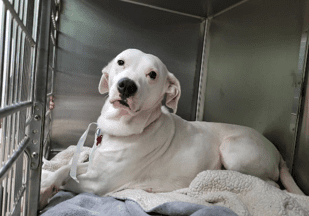 White dog lying in a metal cage.