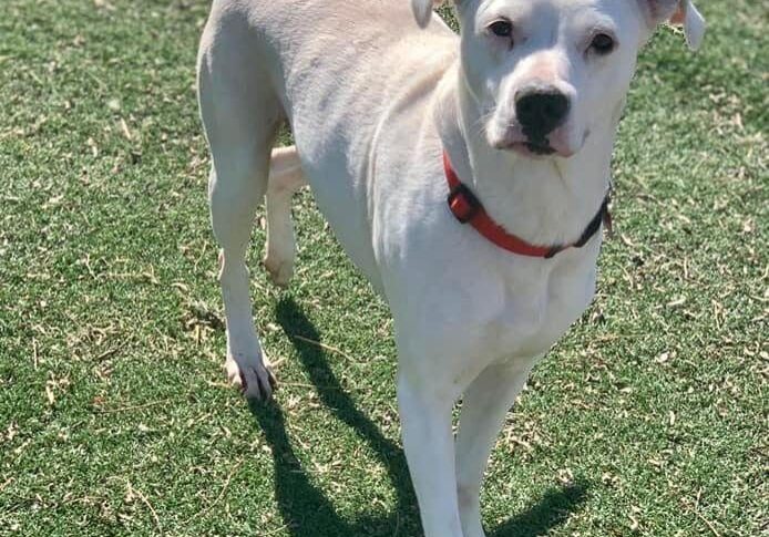 Person, an adoptable labrador retriever mix in scottsdale, az.