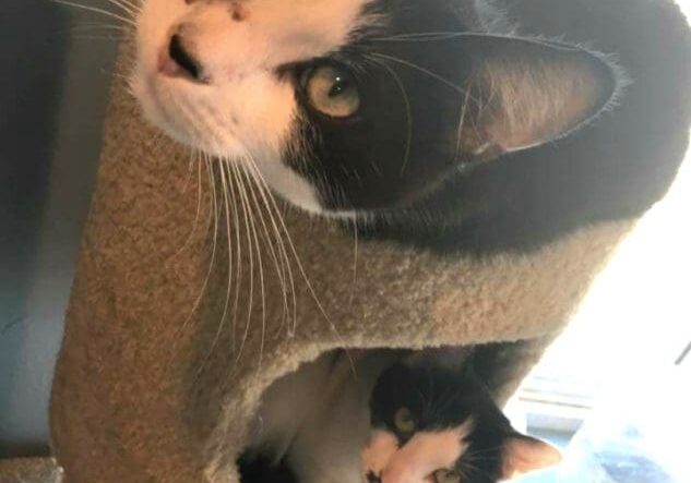 Two black and white cats sitting in a cat house.