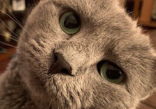 A gray cat with green eyes.