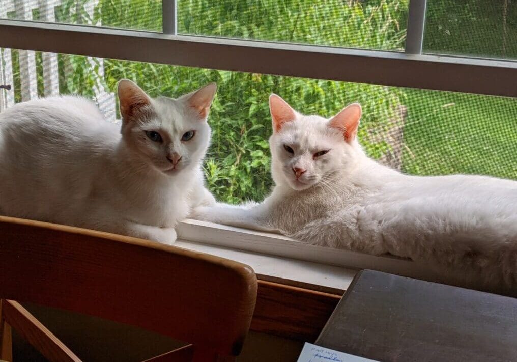 Two white cats sitting on a window sill.