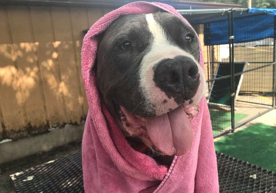 A dog with a pink towel on his head.