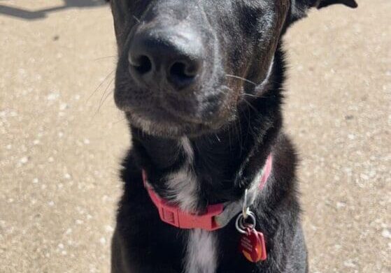 A black dog with a red collar sitting on a patio.