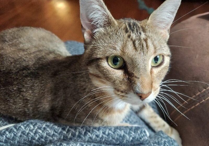 A tabby cat laying on top of a blanket.