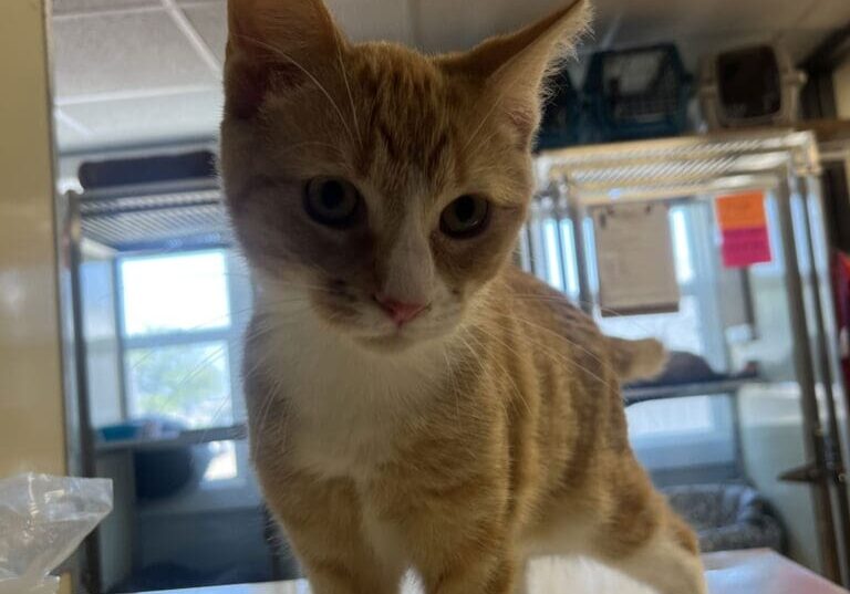 Orange and white tabby kitten standing.