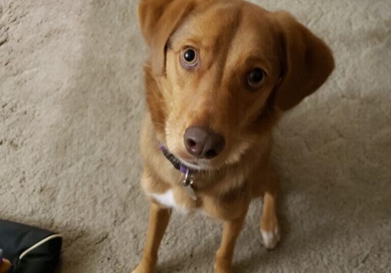 A brown dog in a cage looking at the camera.