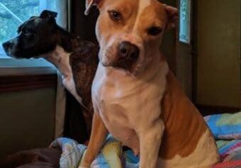 Two dogs sitting on a bed in front of a window.