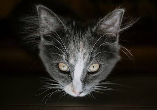 A black and white cat looking at the camera.