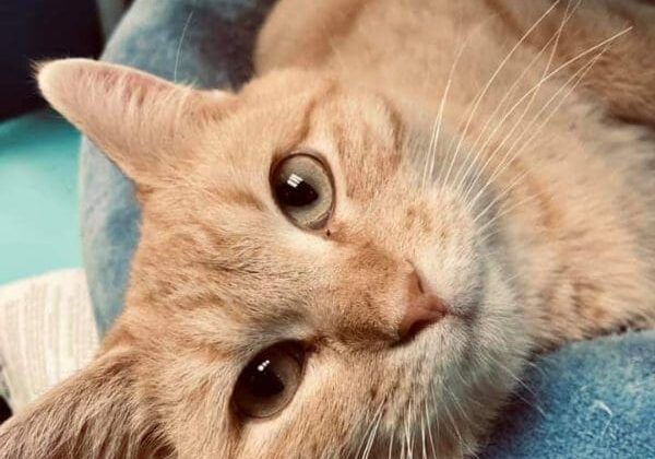 An orange tabby cat laying on a blue bed.