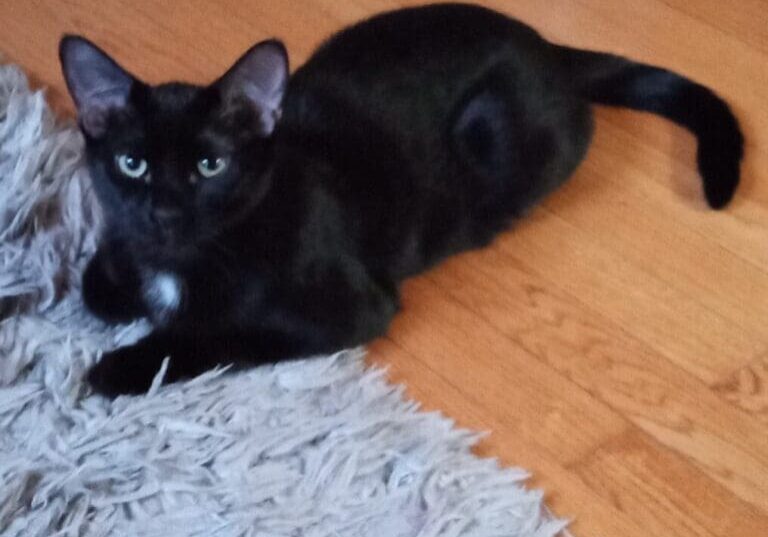 A black cat laying on a rug in a living room.