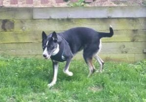 A black and white dog running in the grass.