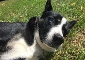 A black and white dog laying on the grass.