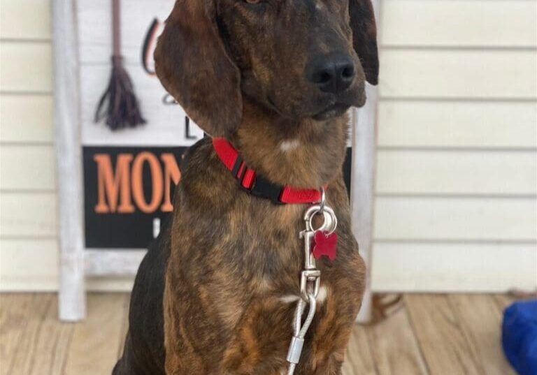 A brown and tan dog sitting on a leash in front of a sign.