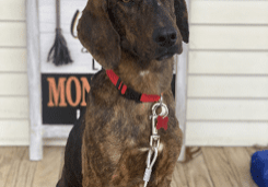 A black and brown dog sitting on a leash.