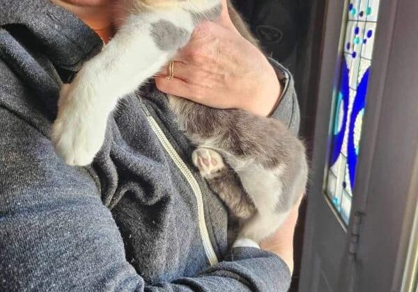 Woman holding a gray and white cat.