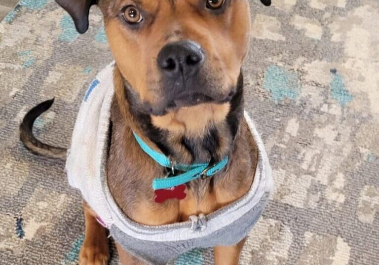 Brown and black dog wearing a sweater.