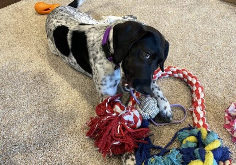 Black and white dog playing with rope toys.