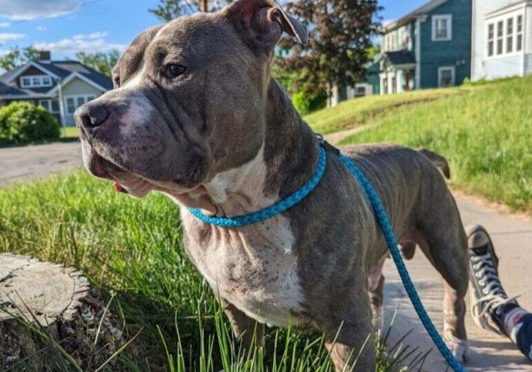 A pit bull dog standing on a sidewalk in front of a house.