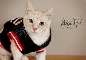 A cat wearing a red and white jersey.