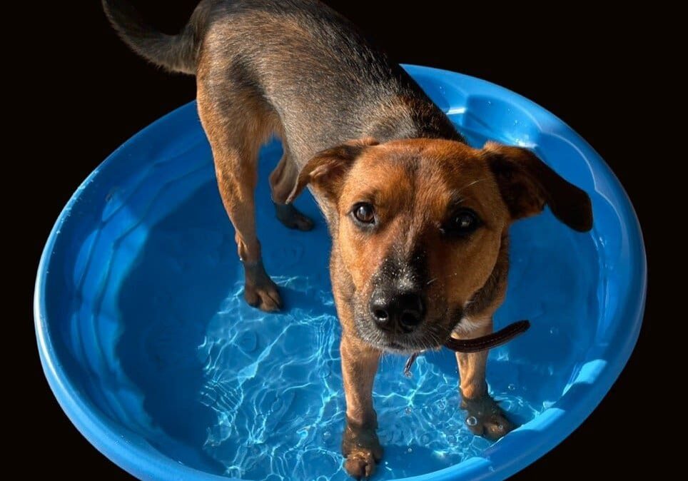 Brown dog in blue kiddie pool.