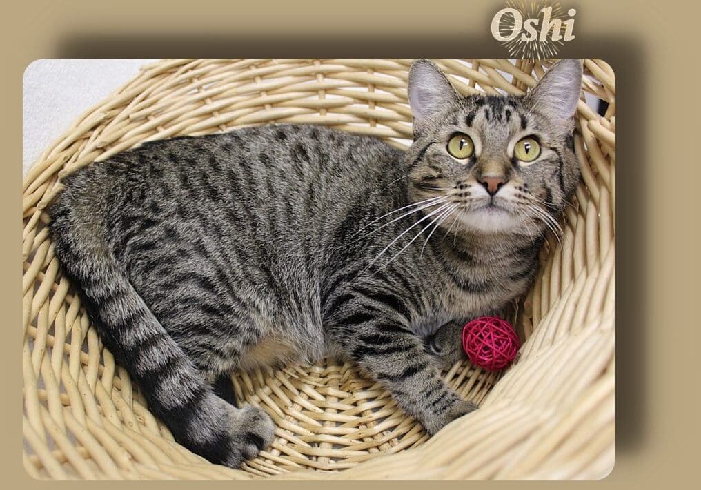 A cat is laying in a basket with a ball in it.