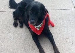 A black dog with a red bandana laying on the sidewalk.