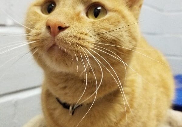 An orange tabby cat sitting on top of a bed.