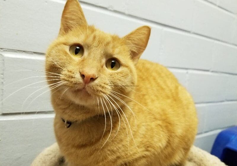 An orange tabby cat sitting on top of a bed.