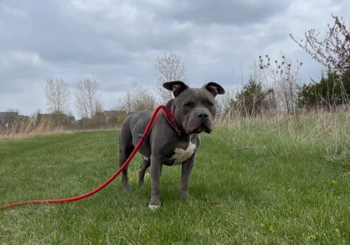 A gray pit bull terrier standing on a leash in a grassy field.