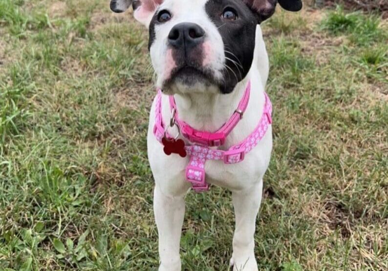 An adoptable pit bull terrier & chihuahua mix in cleveland, oh.