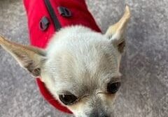 A small dog wearing a red sweater.